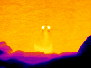 Seelöwen thermografiert